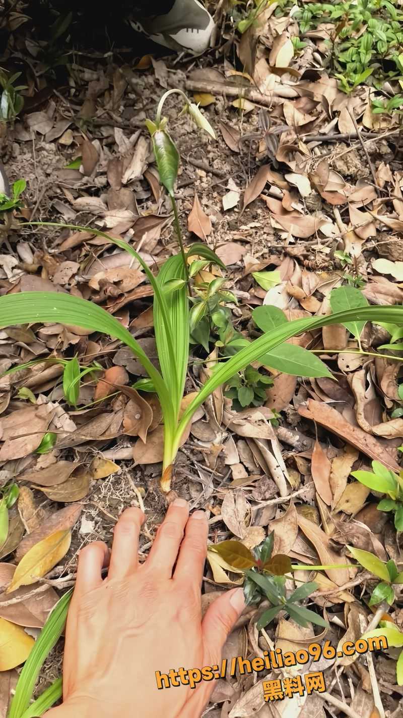 天才吃草中毒 3